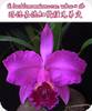 Cattleya lueddemanniana rubra